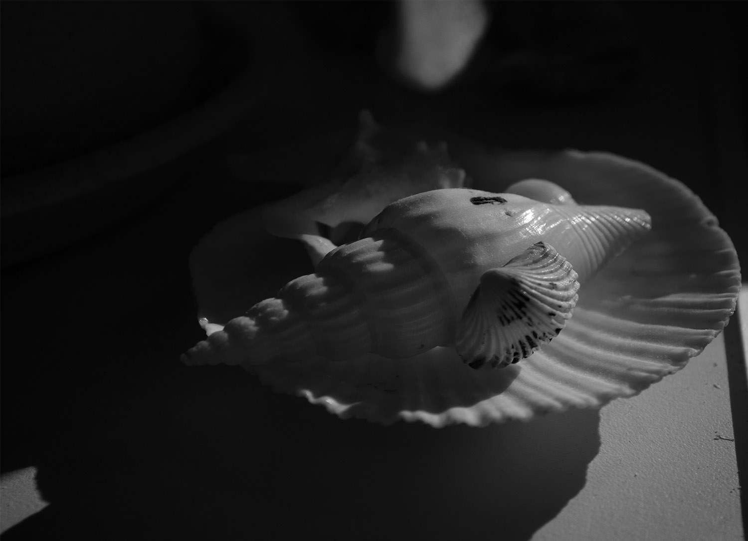 photographer alexey nazarov. natyurmort. Untitled